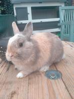 Dwergkonijn, Dieren en Toebehoren, Konijnen