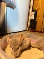 Jonge chinchilla heel lief, Dieren en Toebehoren, Chinchilla, April, Mannelijk, Tam
