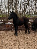** super knap en heel lief kruising fries veulen te koop **, Dieren en Toebehoren, Paarden