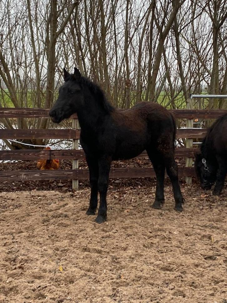 ** super knap en heel lief kruising fries veulen te koop **, Dieren en Toebehoren, Paarden
