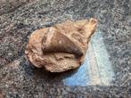 Fossile de dent de Mosasaure, Enlèvement ou Envoi, Fossile