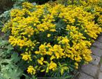 Lage solidago, guldenroede, vaste plant., Vaste plant, Ophalen, Volle zon