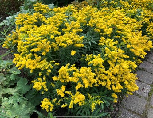 Lage solidago, guldenroede, vaste plant., Jardin & Terrasse, Plantes | Jardin, Plante fixe, Plein soleil, Enlèvement