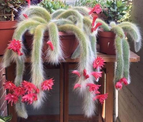 Monkey tail cactus - apenstaart - cactus hanger, Huis en Inrichting, Kamerplanten, Cactus, Ophalen of Verzenden