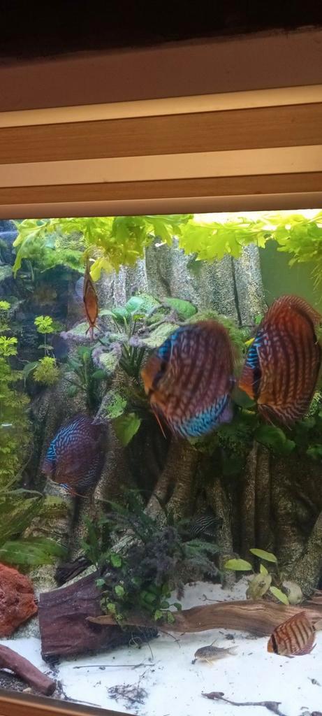 12 zeer mooie xxl piwowarski discussen, Dieren en Toebehoren, Vissen | Aquariumvissen