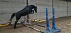 Sportmerrie te koop, Dieren en Toebehoren, Accessoires, 1 paard of pony