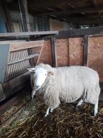 Bélier mouton, Mâle, Mouton, 0 à 2 ans