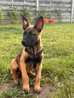 Mechelse herder puppies, België, Particulier, 15 weken tot 1 jaar, CDV (hondenziekte)