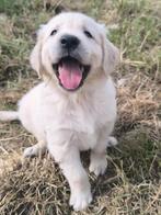 Golden Retriever pups, Dieren en Toebehoren, Golden retriever, België, CDV (hondenziekte), 8 tot 15 weken