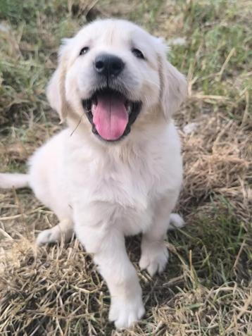 Golden Retriever pups  beschikbaar voor biedingen