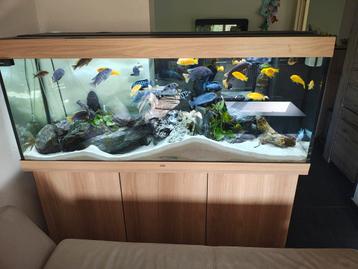 Juwel 450 Rio  vissen zijn appart gereserveerd !, Enlèvement, Comme neuf