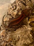 Auriculatus/gargouille rouges juvéniles, Animaux & Accessoires, Reptiles & Amphibiens
