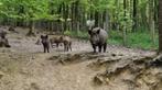 Wildpark La Roche en Ardenne  4 tickets, Drie personen of meer, Ticket of Toegangskaart