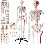 Skelet voor kinesiststudies, Diversen, Schoolbenodigdheden, Ophalen