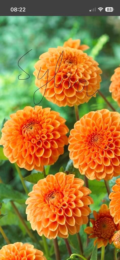 Dahlia knol, knollen te ruil of te koop., Tuin en Terras, Bloembollen en Zaden, Knol, Ophalen