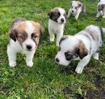 Prachtige border collie x Sint Bernard pups, Dieren en Toebehoren, Honden | Herdershonden en Veedrijvers, België, CDV (hondenziekte)