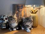Exotic korthaar, Meerdere dieren, Gechipt, 0 tot 2 jaar
