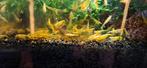 Neocaridina yellow sakura, Homard, Crabe ou Crevette, Poisson d'eau douce