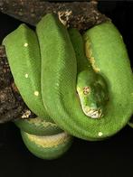 Morelia viridis sorong x biak 1.0, Animaux & Accessoires, Reptiles & Amphibiens, Serpent, Domestique, 3 à 6 ans