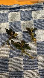 Bucephalandra 'Upper Ghost', Ophalen of Verzenden, Nieuw, Plant(en), Steen of Hout