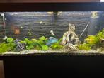 Juwel aquarium, Dieren en Toebehoren, Ophalen, Leeg aquarium