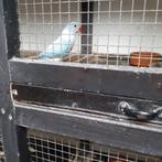 halsbanden parkieten, Dieren en Toebehoren, Vogels | Parkieten en Papegaaien, Meerdere dieren, Parkiet, Geringd