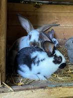 4 Jonge (vlees)konijnen te koop. (8 euro/dier), Dieren en Toebehoren, Konijnen, Mannelijk, Middelgroot, 0 tot 2 jaar