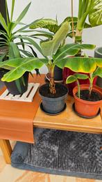 Bananenplant, Huis en Inrichting, Ophalen of Verzenden