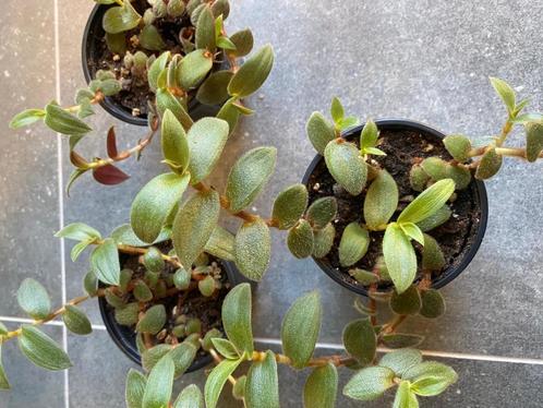 Cyanotis kewensis (Teddy Bear vine), Huis en Inrichting, Kamerplanten, Overige soorten, Minder dan 100 cm, Halfschaduw, In pot