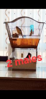 Canaris raza espaniol, Dieren en Toebehoren, Meerdere dieren, Zangkanarie