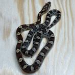 Korenslang 9 maand, Caramel, Dieren en Toebehoren, Slang, Tam, 0 tot 2 jaar