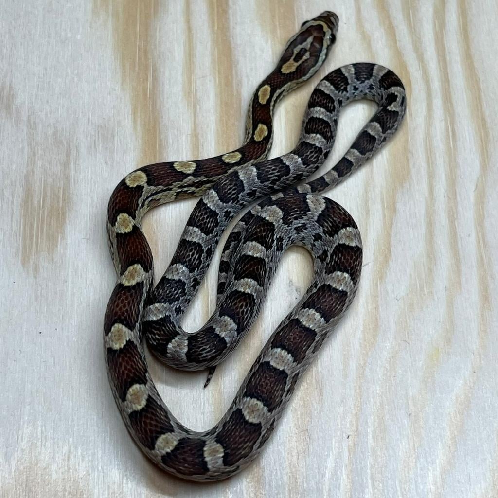 Korenslang 9 maand, Caramel, Animaux & Accessoires, Reptiles & Amphibiens, Serpent, 0 à 2 ans, Domestique