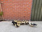 Barberie kuikens te koop, Dieren en Toebehoren, Mei, Meerdere dieren