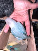 Handtamme dwergpapegaai agapornis lovebird, Dieren en Toebehoren