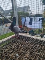 Pigeon voyageur, Animaux & Accessoires, Oiseaux | Pigeons, Pigeon voyageur