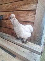 Hennetje kriel (kruising), Dieren en Toebehoren, Pluimvee, Vrouwelijk, Kip