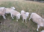 Easy care schapen rammen bokken, Dieren en Toebehoren, Schapen, Geiten en Varkens, Mannelijk, Schaap, 0 tot 2 jaar