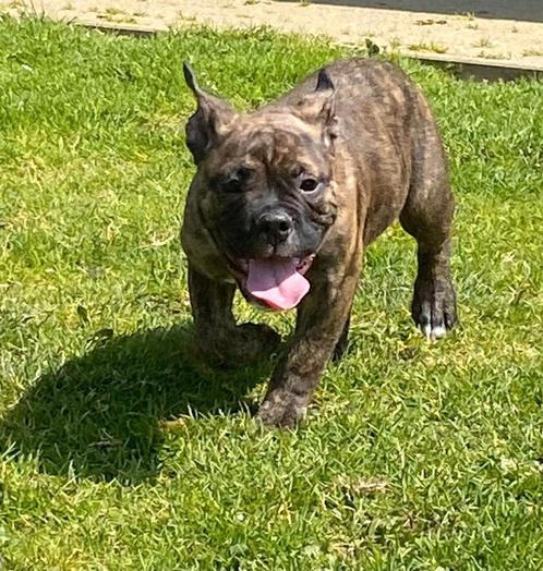 Bulldog pups (old english bulldog), Dieren en Toebehoren, Honden | Bulldogs, Pinschers en Molossers, Meerdere dieren, Bulldog
