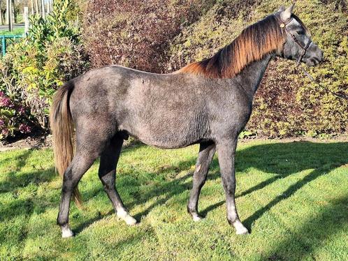 Zeer mooie welsh sectie B pony ruin., Dieren en Toebehoren, Pony's, Ruin, Onbeleerd, C pony (1.27m tot 1.37m), 0 tot 2 jaar, Met stamboom