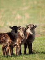 Jaune Mouton soay