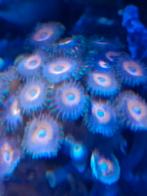 Zoa, Dieren en Toebehoren