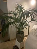 Grote mooie plant, Huis en Inrichting, Kamerplanten, Ophalen, 100 tot 150 cm, Palm, Halfschaduw