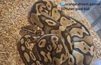 Python 100 euro, Dieren en Toebehoren
