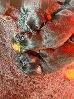 Duitse herder pups, België, CDV (hondenziekte), 8 tot 15 weken, Meerdere