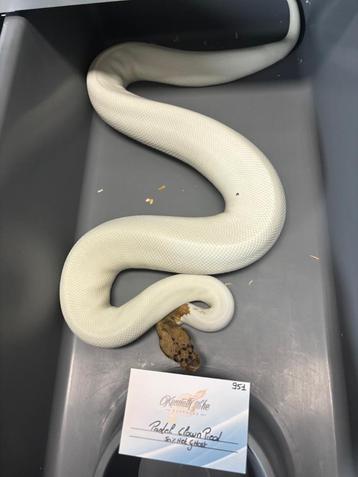1.1 Clown Pieds  beschikbaar voor biedingen