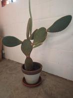 Cactus, Huis en Inrichting, Kamerplanten, Ophalen, Cactus