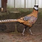 fazanten Koningfazanten, Dieren en Toebehoren, Pluimvee, Mannelijk