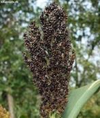 Sorghum Black, Tuin en Terras, Bloembollen en Zaden, Verzenden