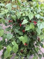 Verschillende grote abutilonplanten te koop., Ophalen, Zomer, Vaste plant, Halfschaduw