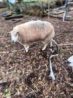 Texelram, Animaux & Accessoires, Moutons, Chèvres & Cochons
